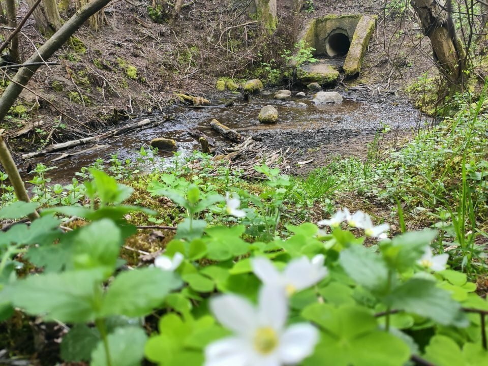 Cedrono kultūriniai aspektai